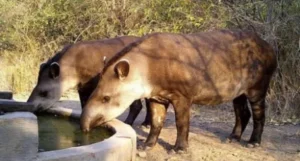 Két tapir iszik Paraguayban egy kutnál